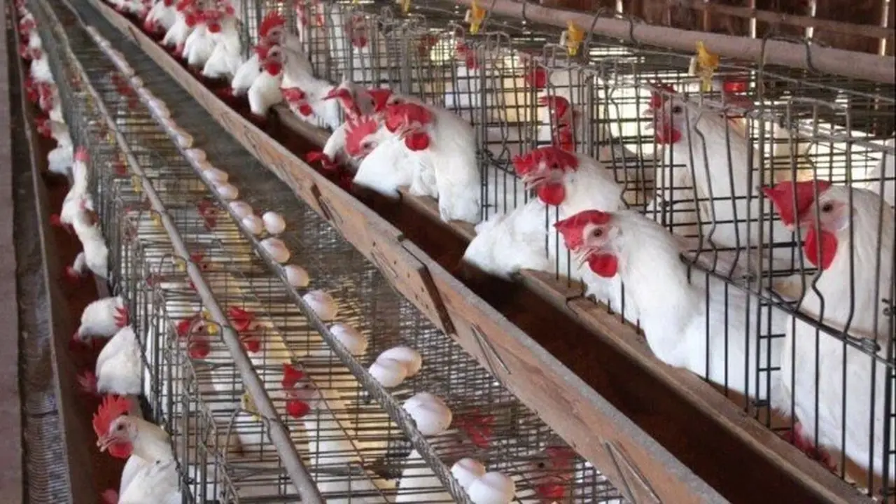 أسعار الفراخ البيضاء في بورصة الدواجن اليوم الأربعاء 17 ديسمبر 2025 وتيار العرض والطلب المؤثر عليها